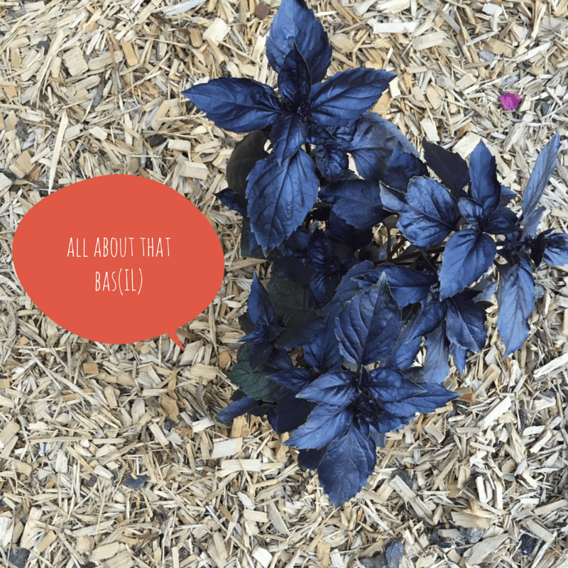 the state of our garden: week&nbsp;004